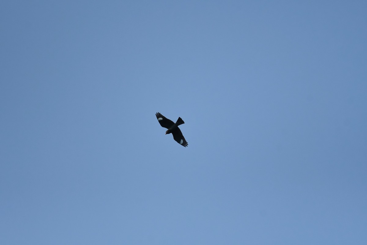 Восточный широкорот - ML646131436