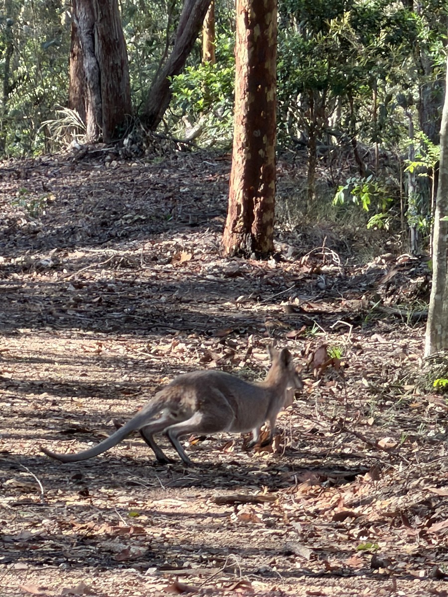 Eastern Grey Kangaroo - ML646131439