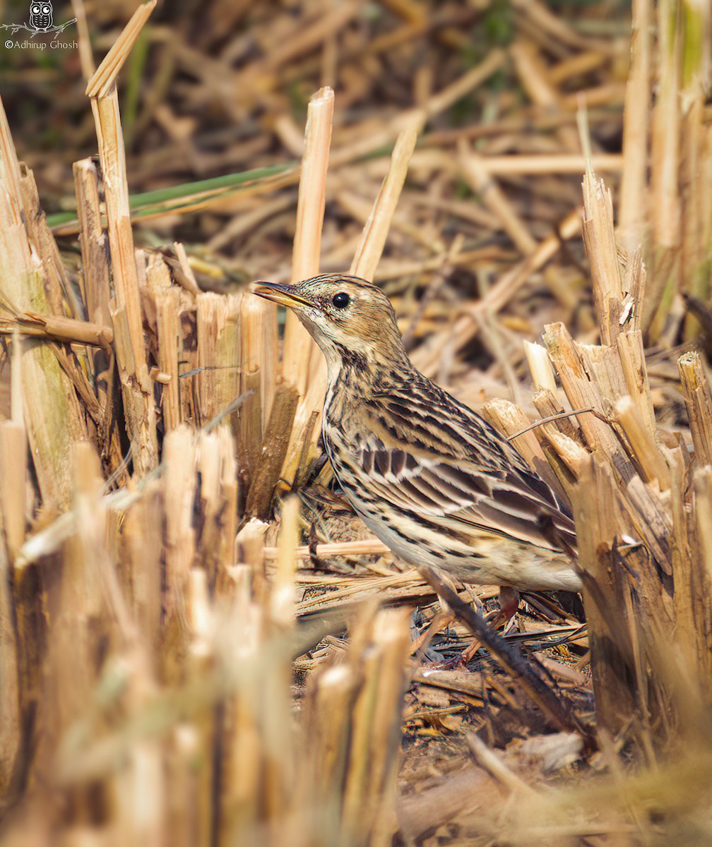 Red-throated Pipit - ML646131441