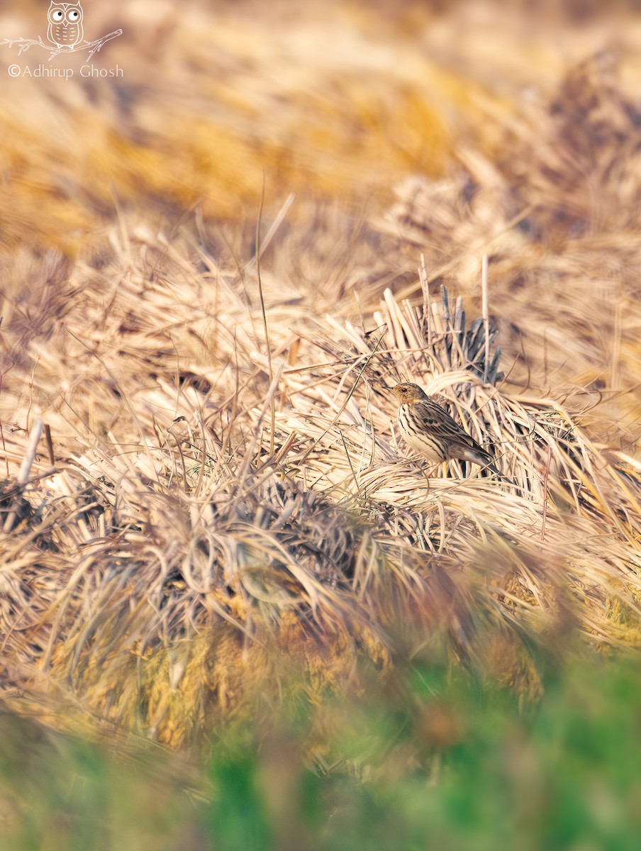 Red-throated Pipit - ML646131452