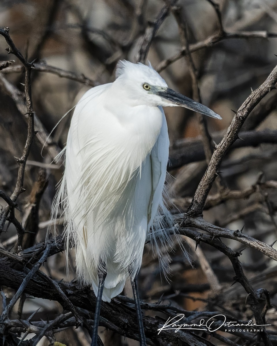 volavka stříbřitá - ML646131455
