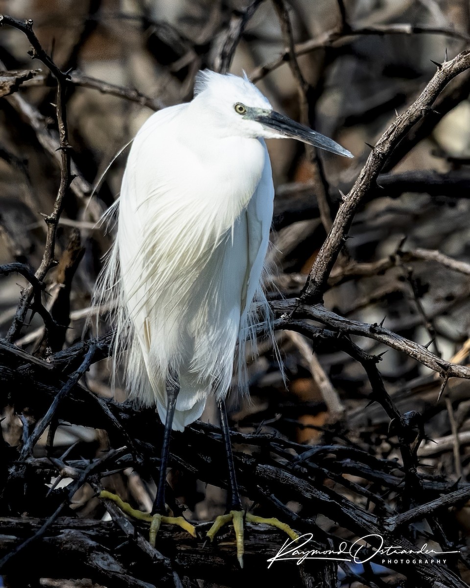 volavka stříbřitá - ML646131456