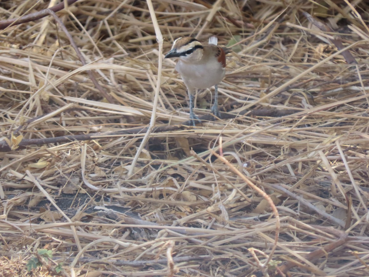 Brown-crowned Tchagra - ML646131462