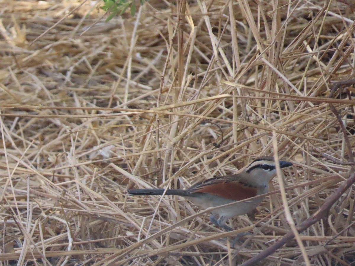 Brown-crowned Tchagra - ML646131463