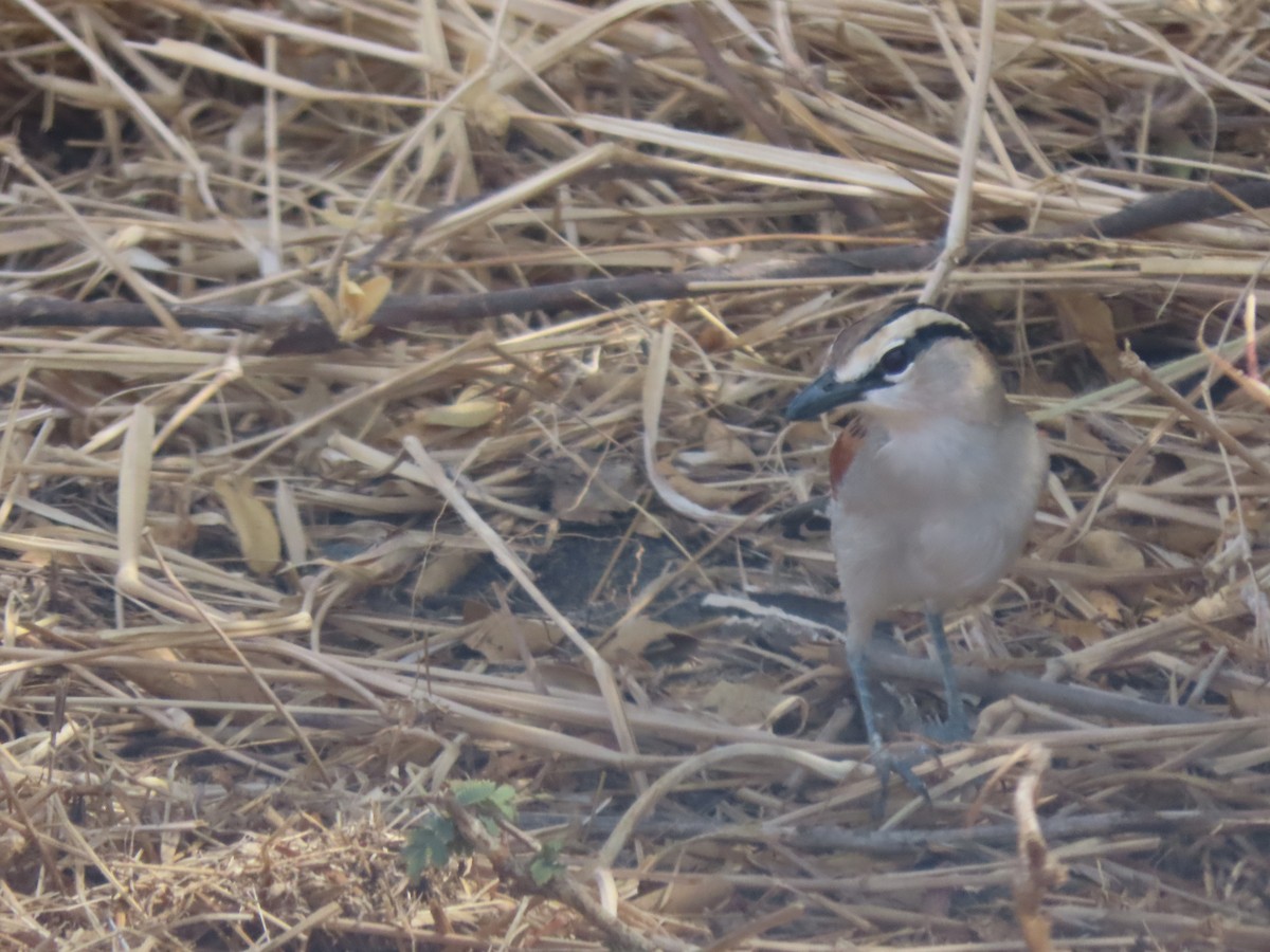 Brown-crowned Tchagra - ML646131468