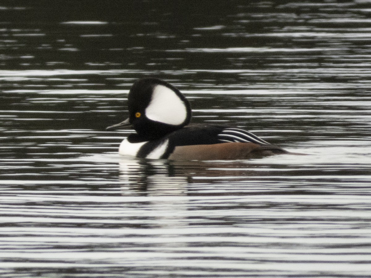 Hooded Merganser - ML646131478