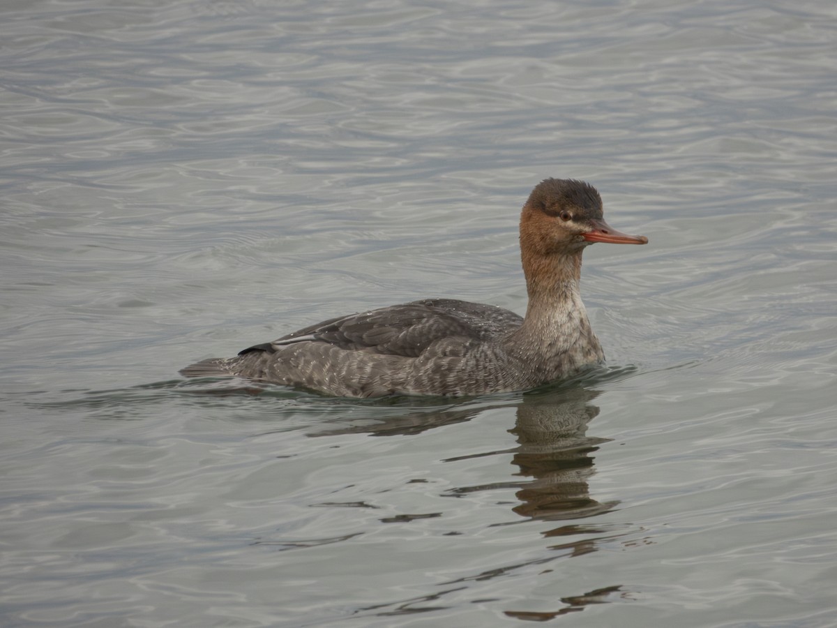 Red-breasted Merganser - ML646131489