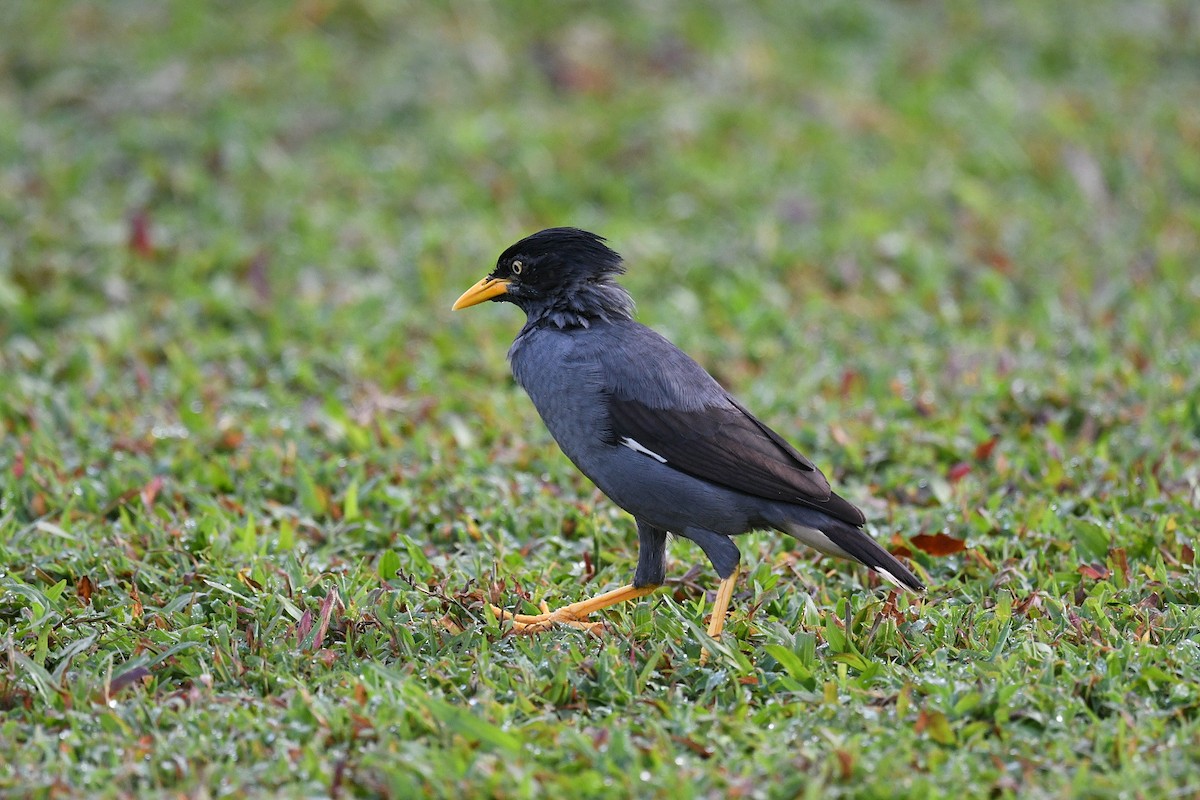 Яванская майна - ML646131493