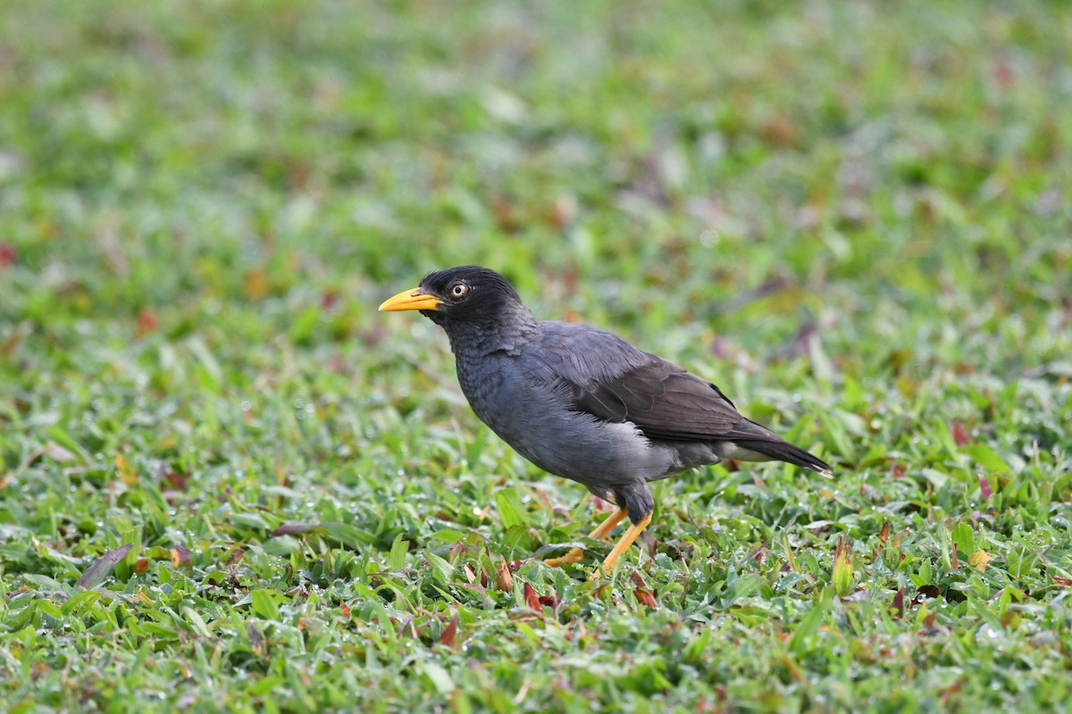 Яванская майна - ML646131494