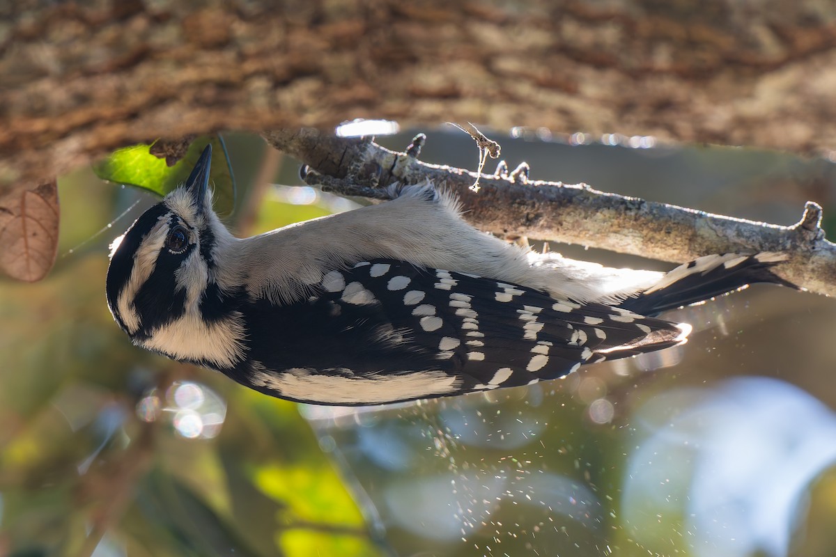 Downy Woodpecker (Eastern) - ML646131508