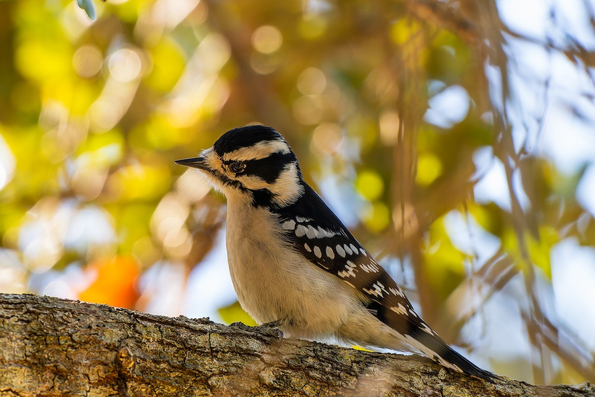 Downy Woodpecker (Eastern) - ML646131509