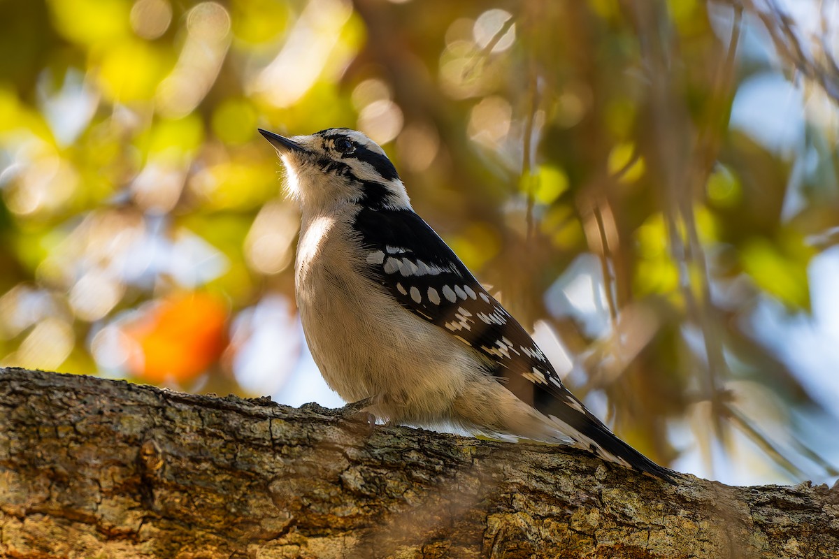 Downy Woodpecker (Eastern) - ML646131510