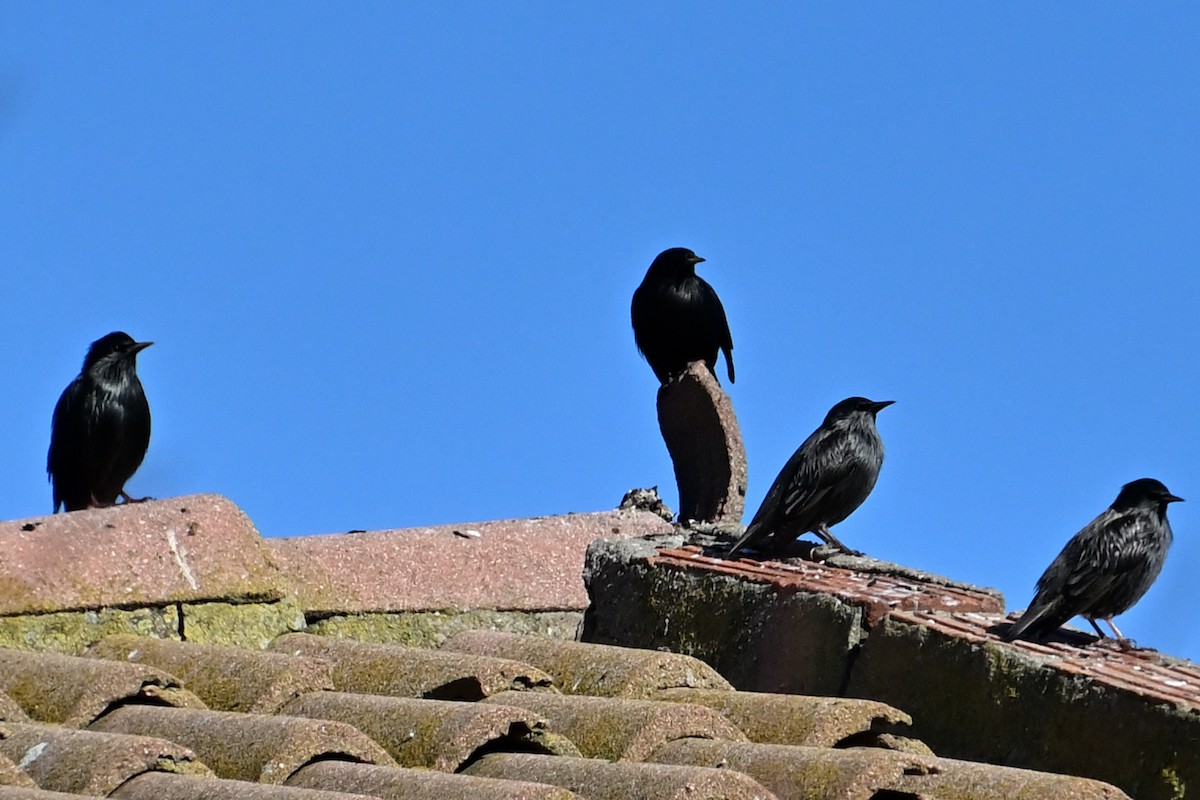 Spotless Starling - ML646131512