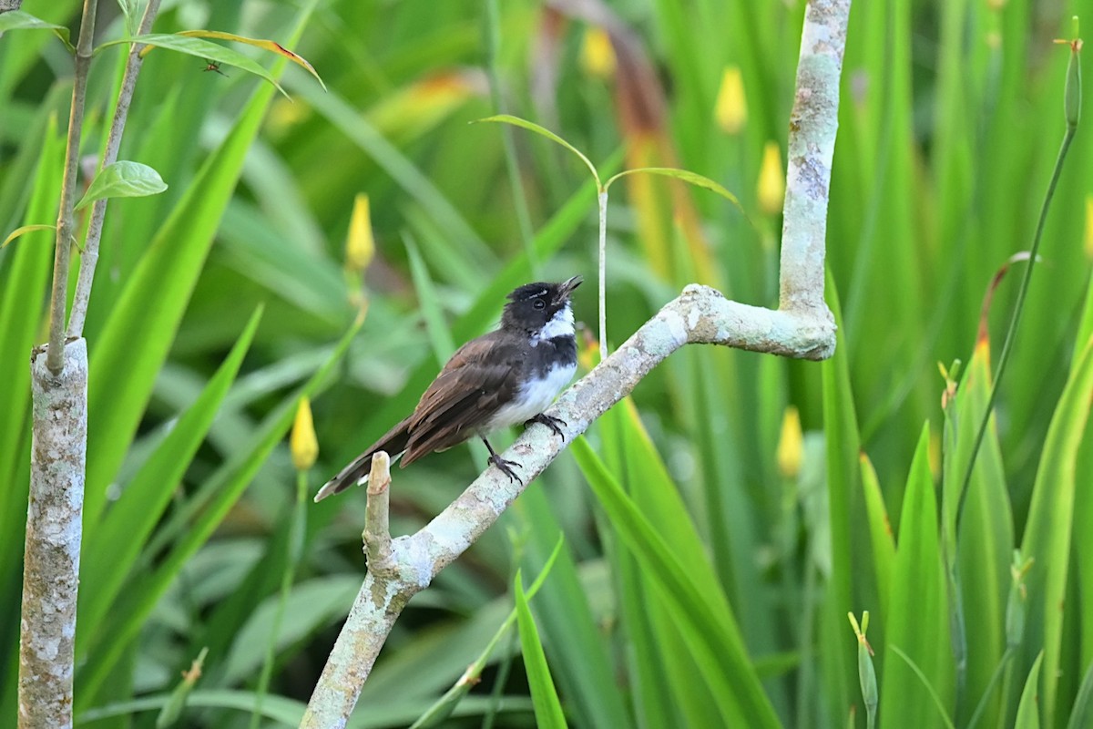 Ошейниковая веерохвостка - ML646131513