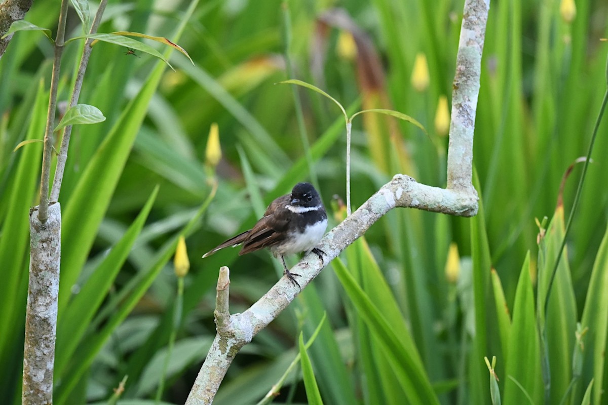 Ошейниковая веерохвостка - ML646131514