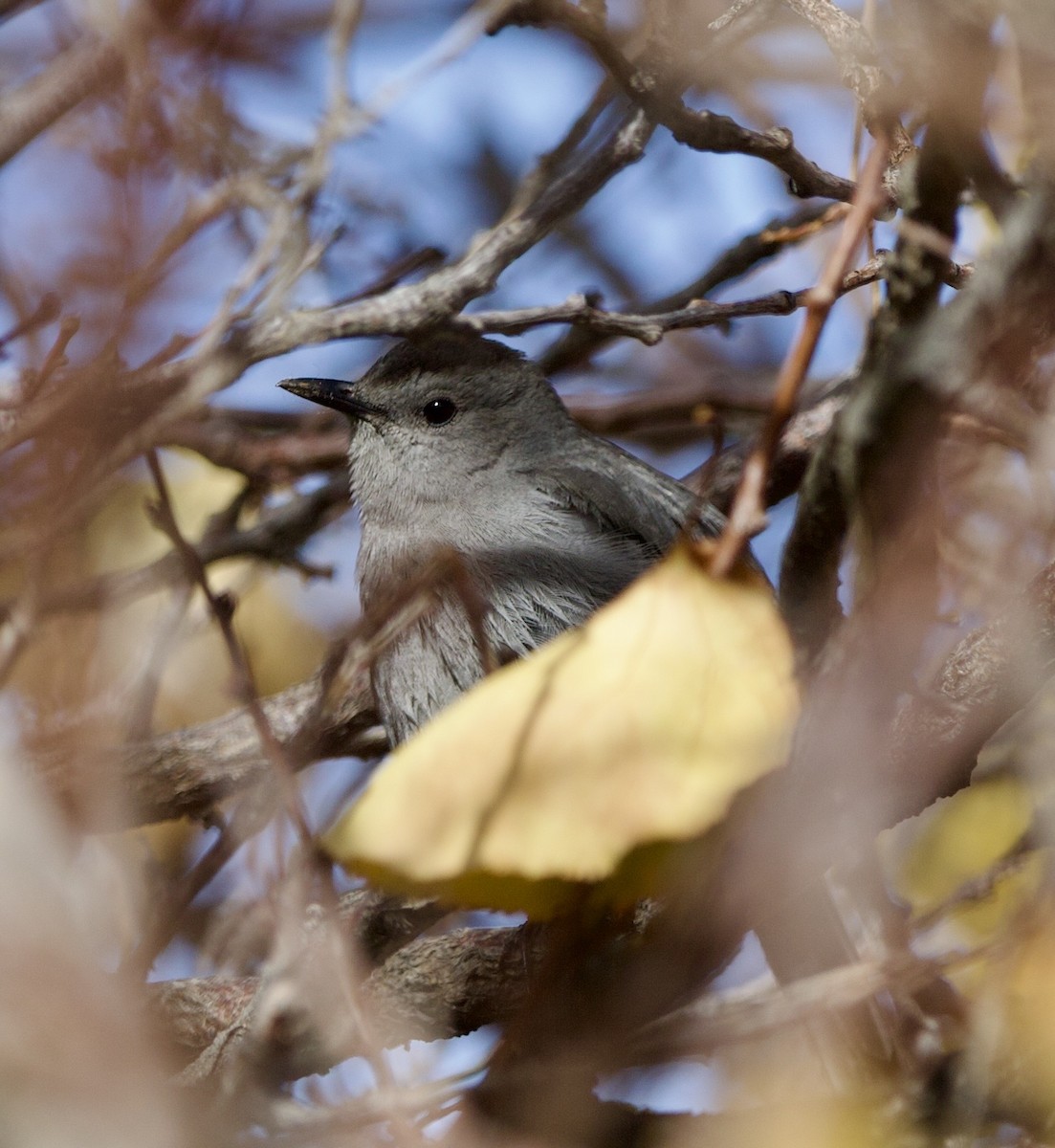 Gray Catbird - ML646131515