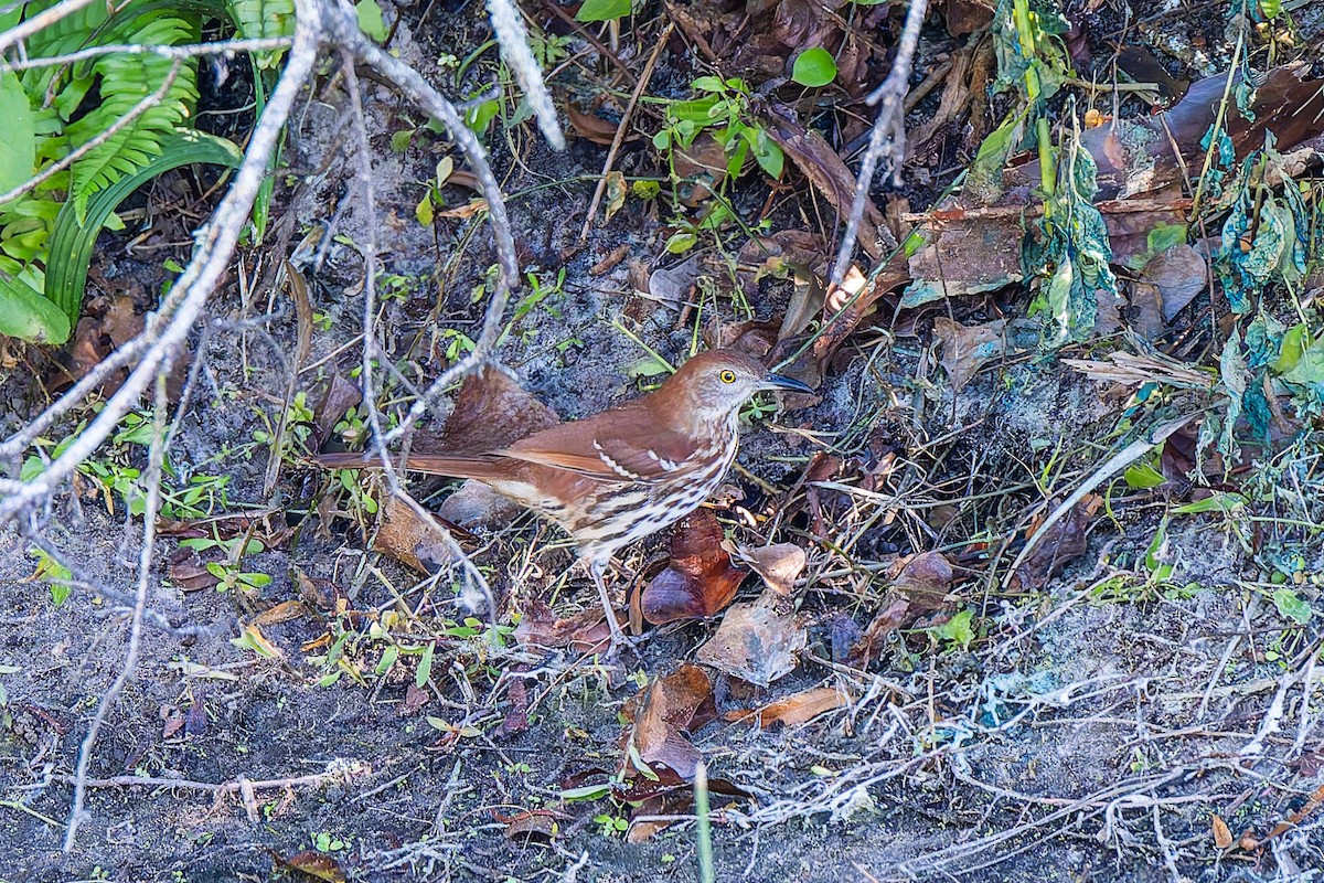 Brown Thrasher - ML646131516