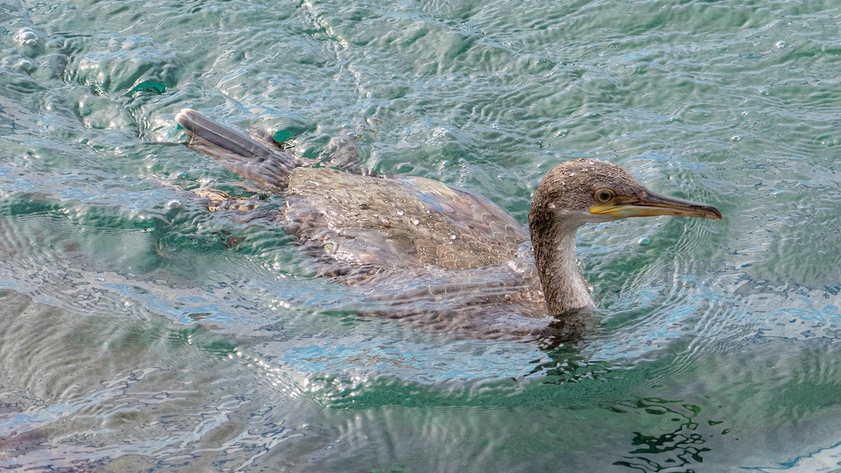 European Shag - ML646131519