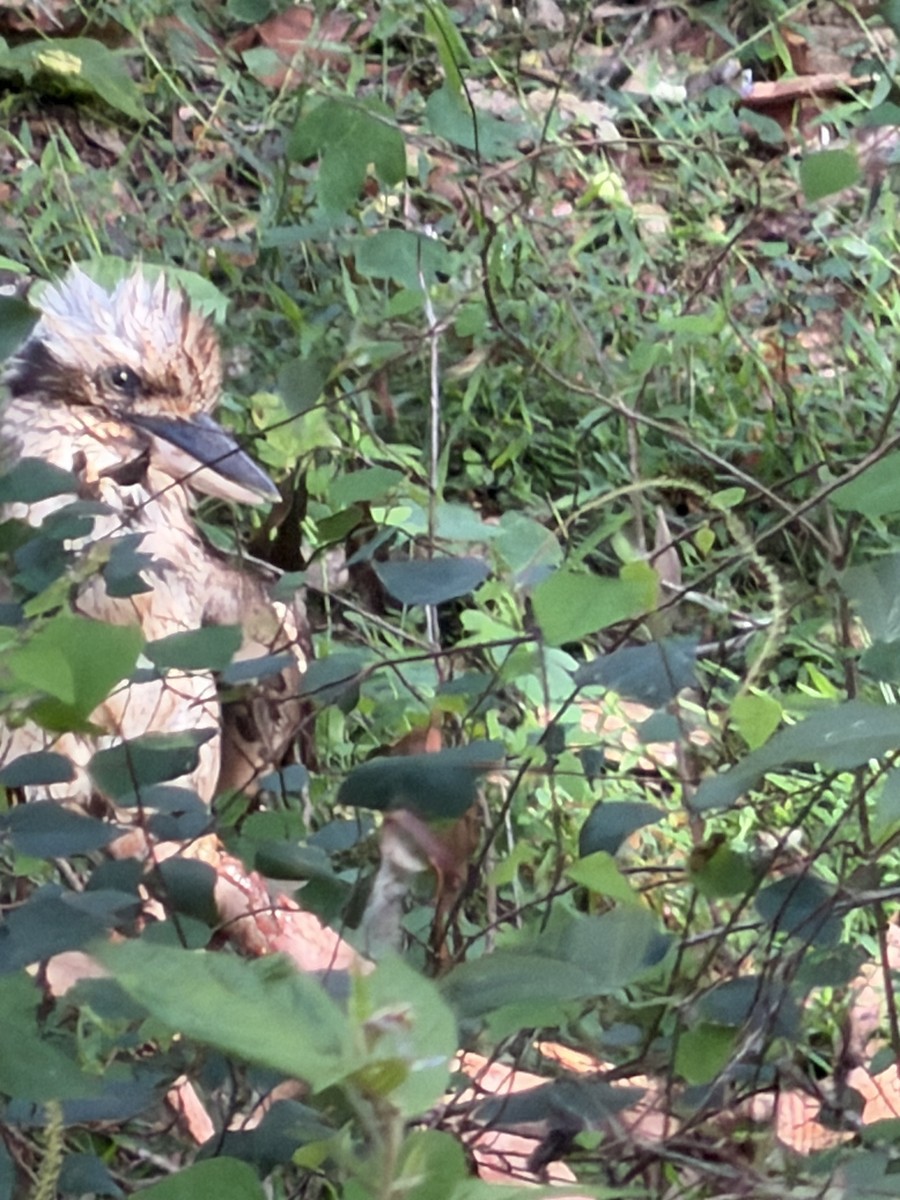 Laughing Kookaburra - ML646131521