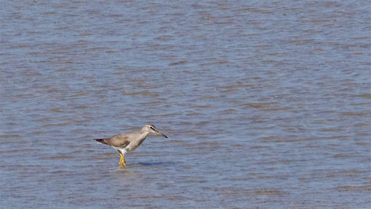 黃足鷸 - ML646131532