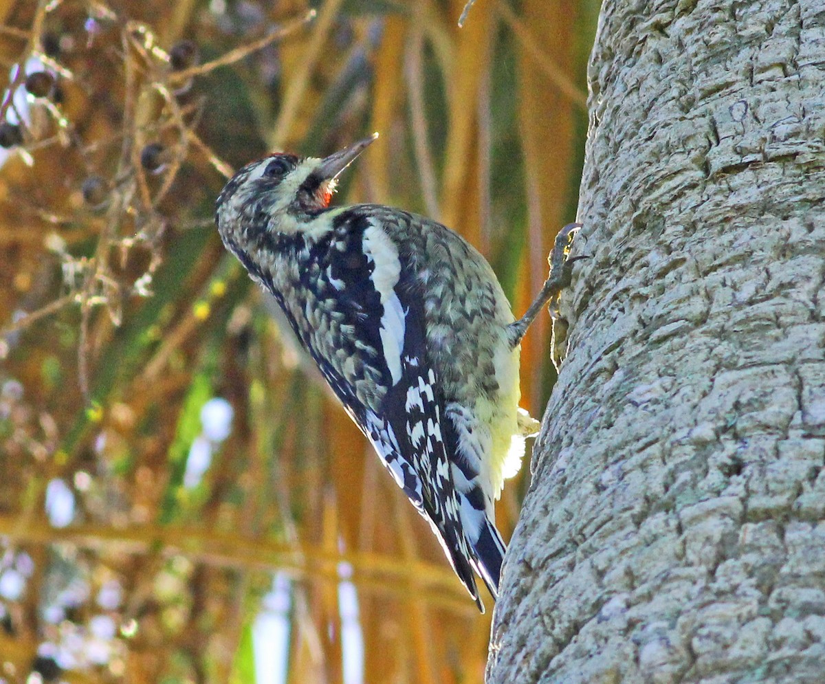 datel rudohrdlý - ML646131536