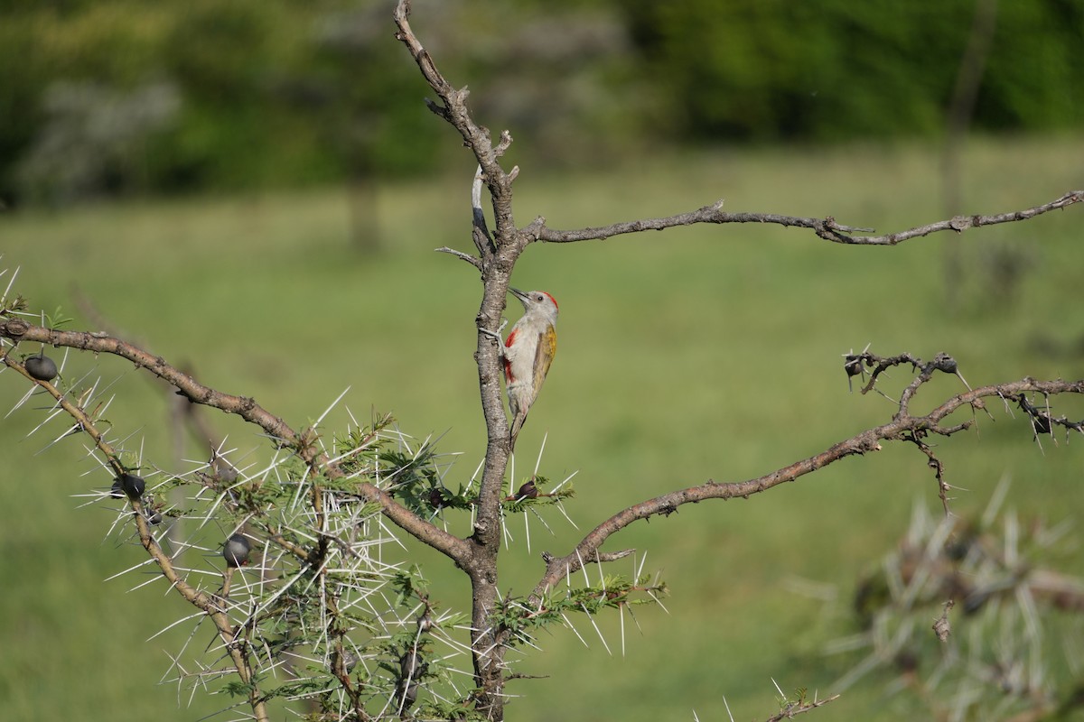 Mountain Gray Woodpecker - ML646131537