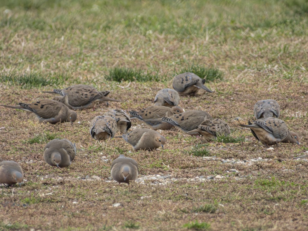 Mourning Dove - ML646131540