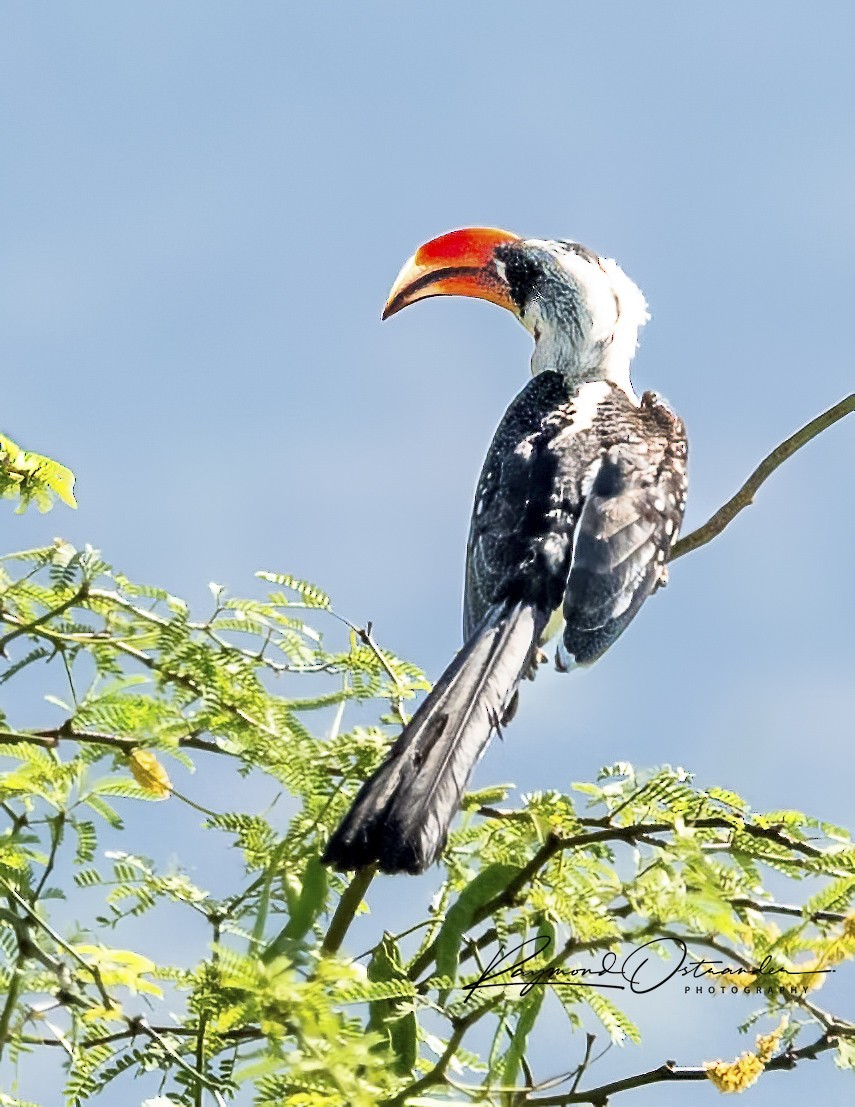 zoborožec rudozobý - ML646131545