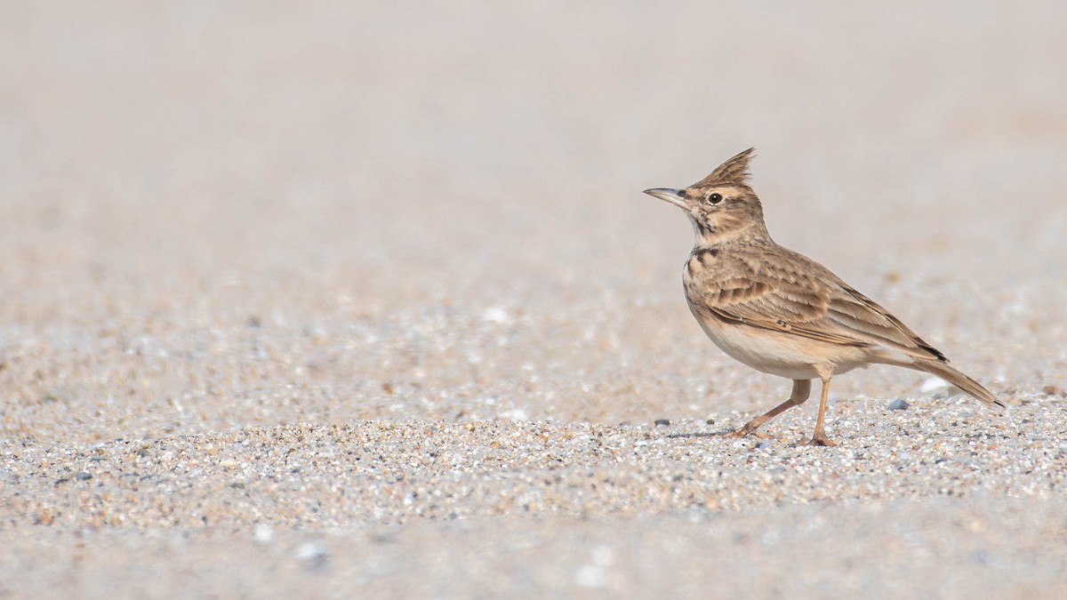 Crested Lark - ML646131548