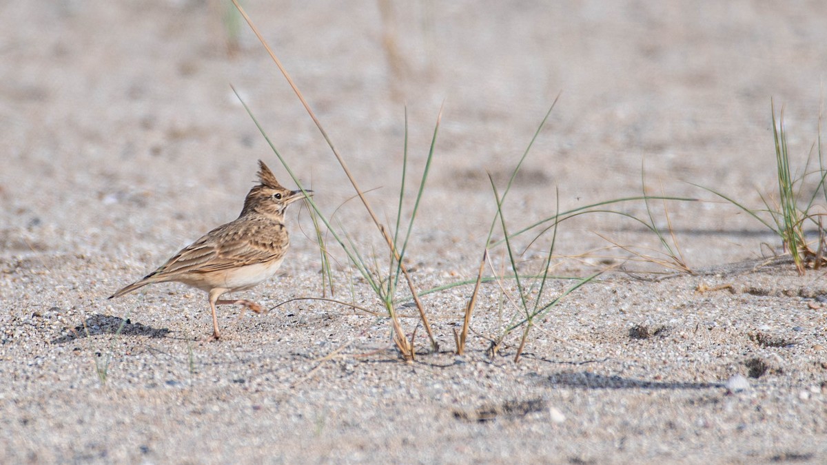 Crested Lark - ML646131549