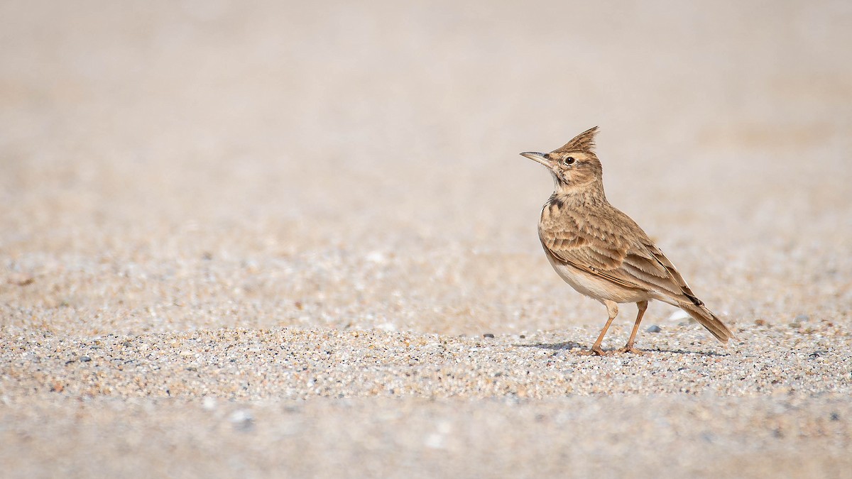 Crested Lark - ML646131550