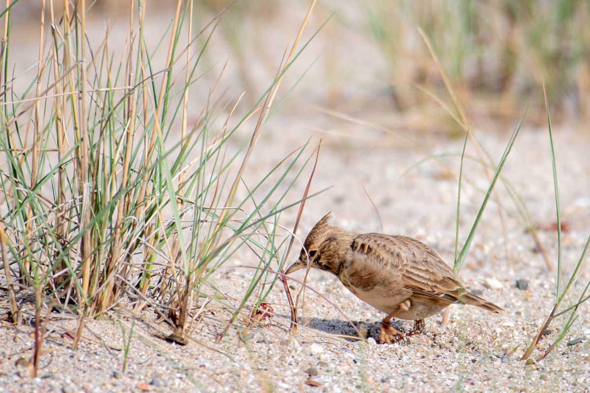 Crested Lark - ML646131551