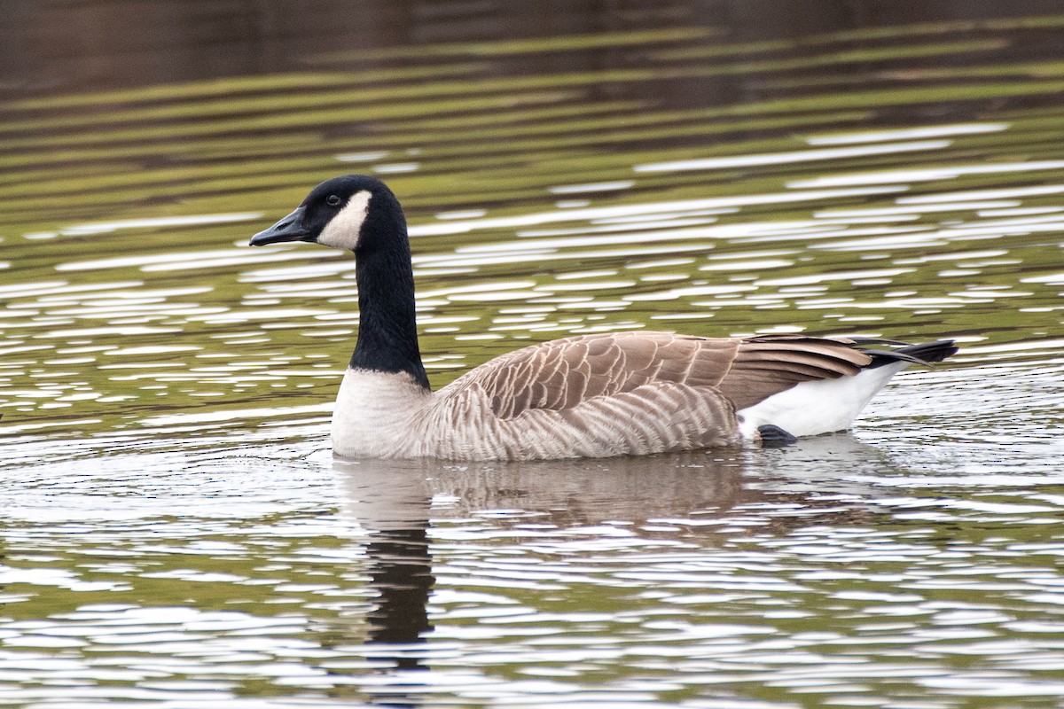 Canada Goose - ML646131558