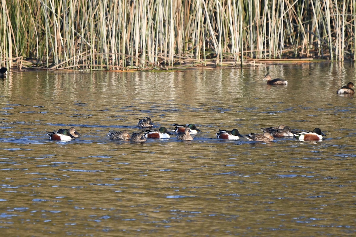 Халбага нугас - ML646131560