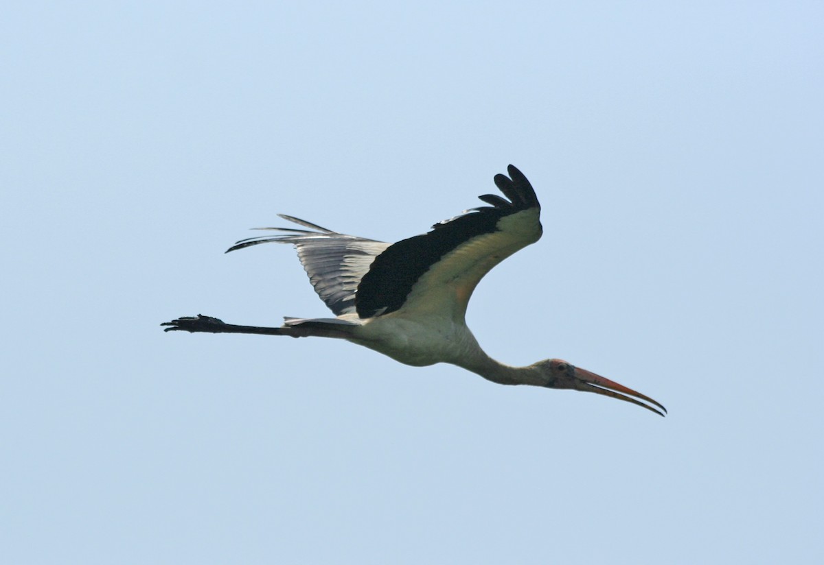 Milky Stork - ML646131561