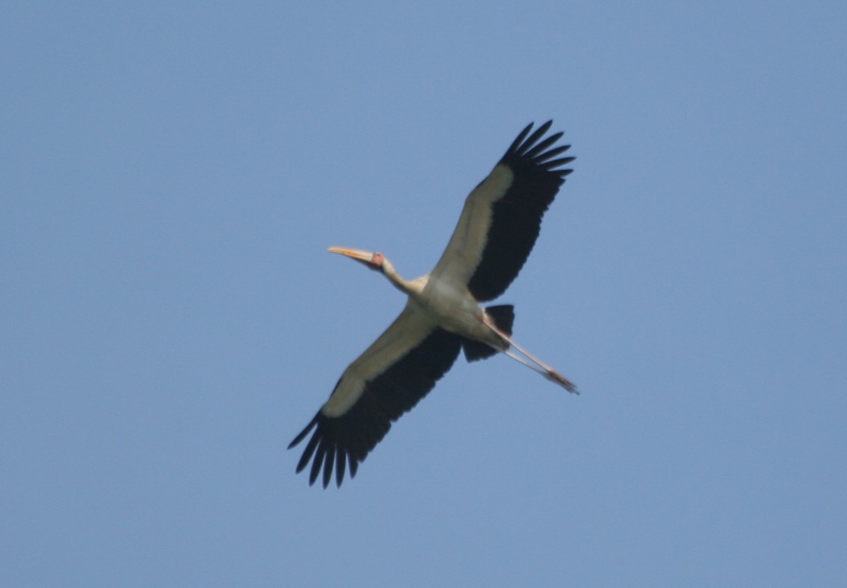 Milky Stork - ML646131562