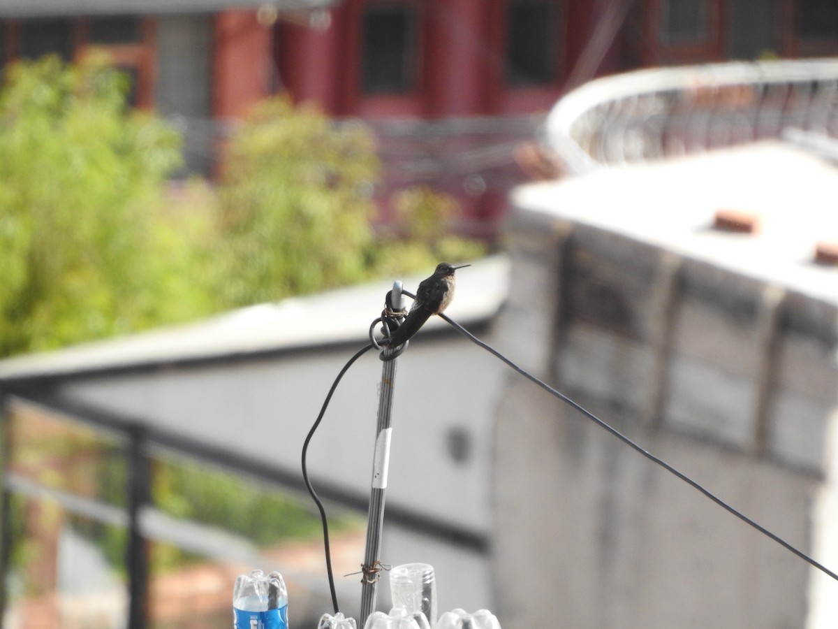 Giant Hummingbird - ML646131567