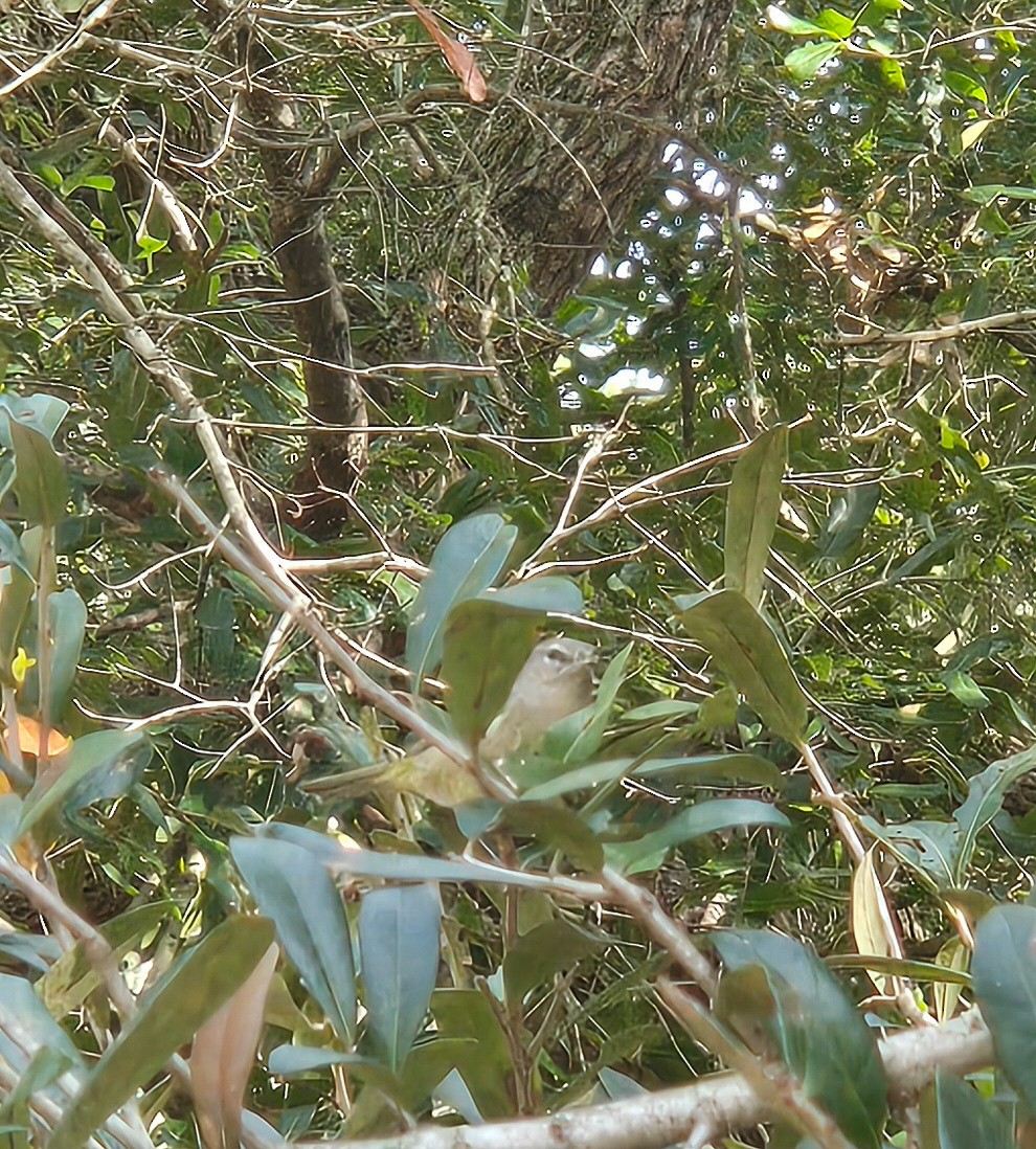 Orange-crowned Warbler - ML646131574