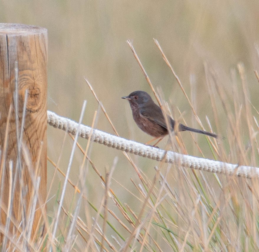 Magnanina comune - ML646131575