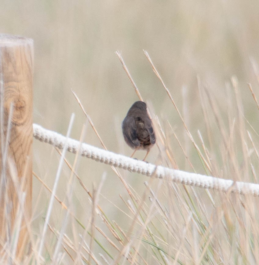 Magnanina comune - ML646131576