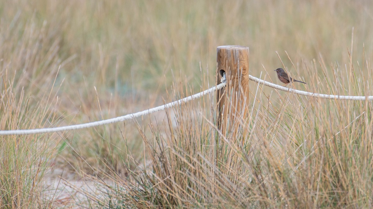 Magnanina comune - ML646131577