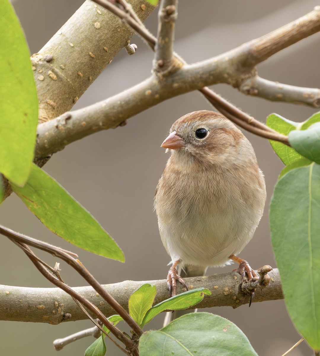 Field Sparrow - ML646131578