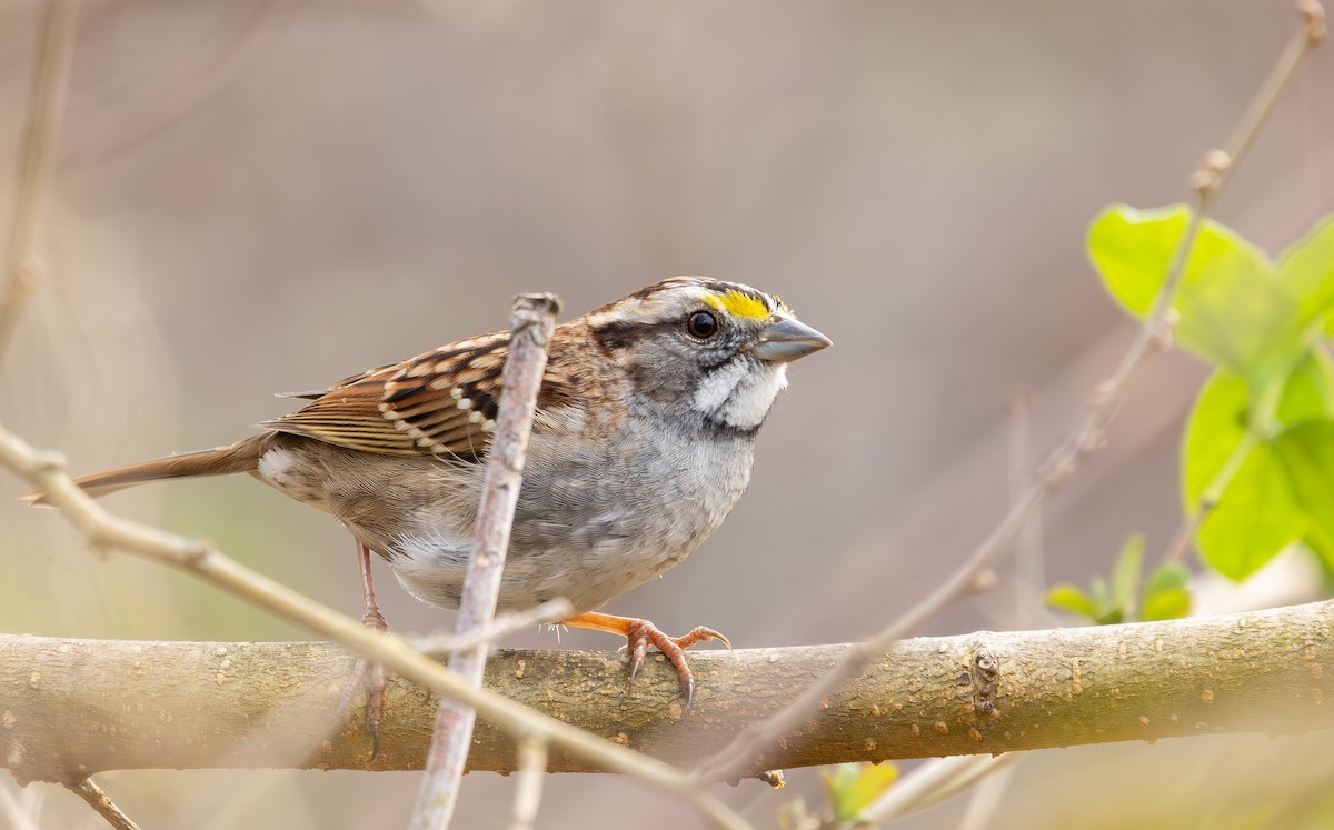 White-throated Sparrow - ML646131583
