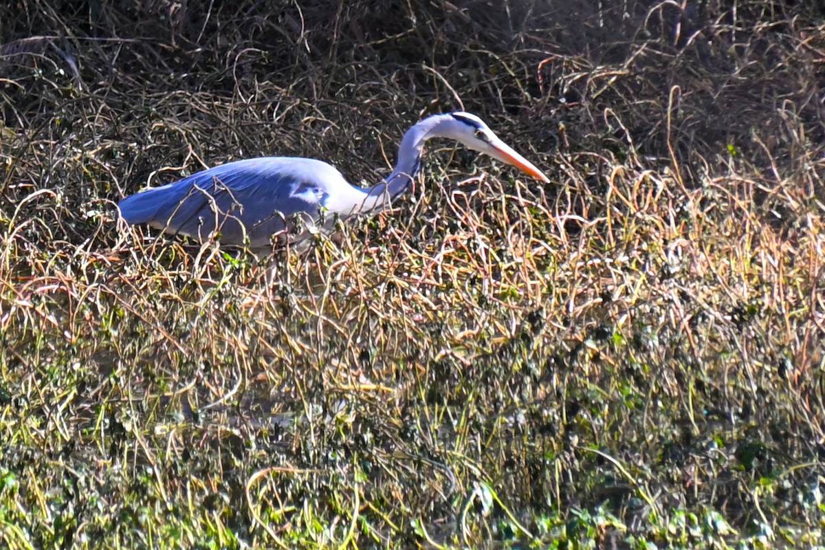 蒼鷺 - ML646131584