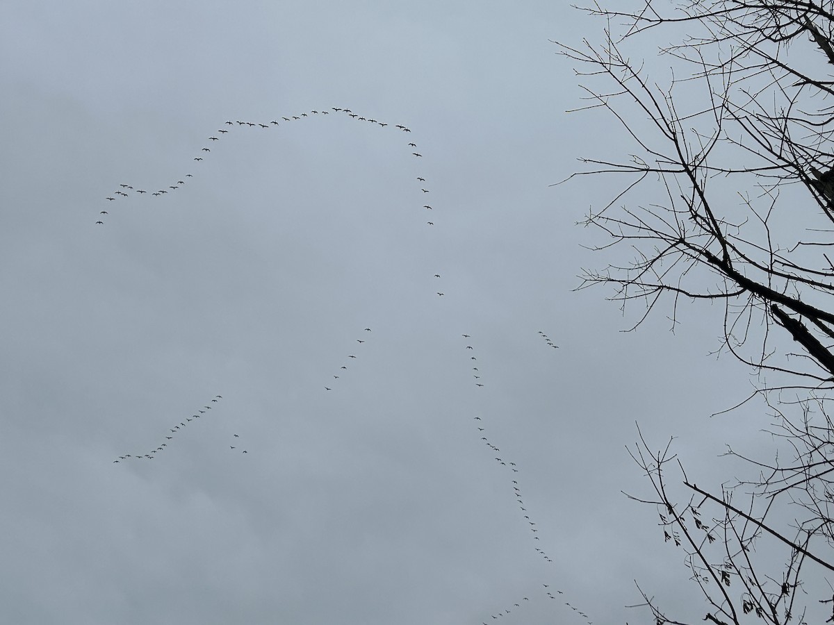 Snow Goose - ML646131588