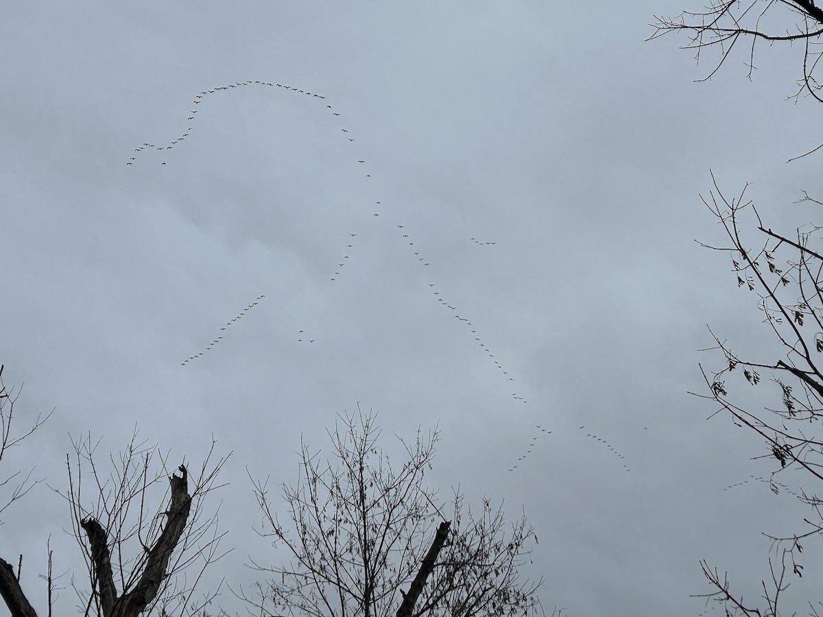 Snow Goose - ML646131589