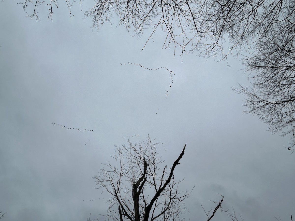 Snow Goose - ML646131590