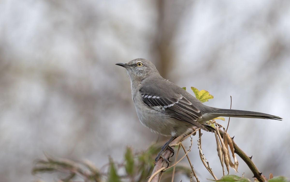 Northern Mockingbird - ML646131591
