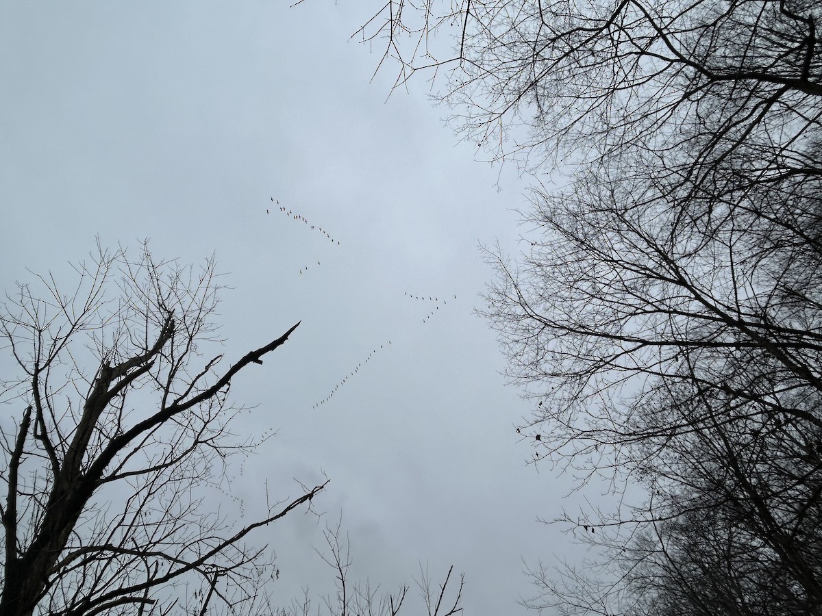 Snow Goose - ML646131592