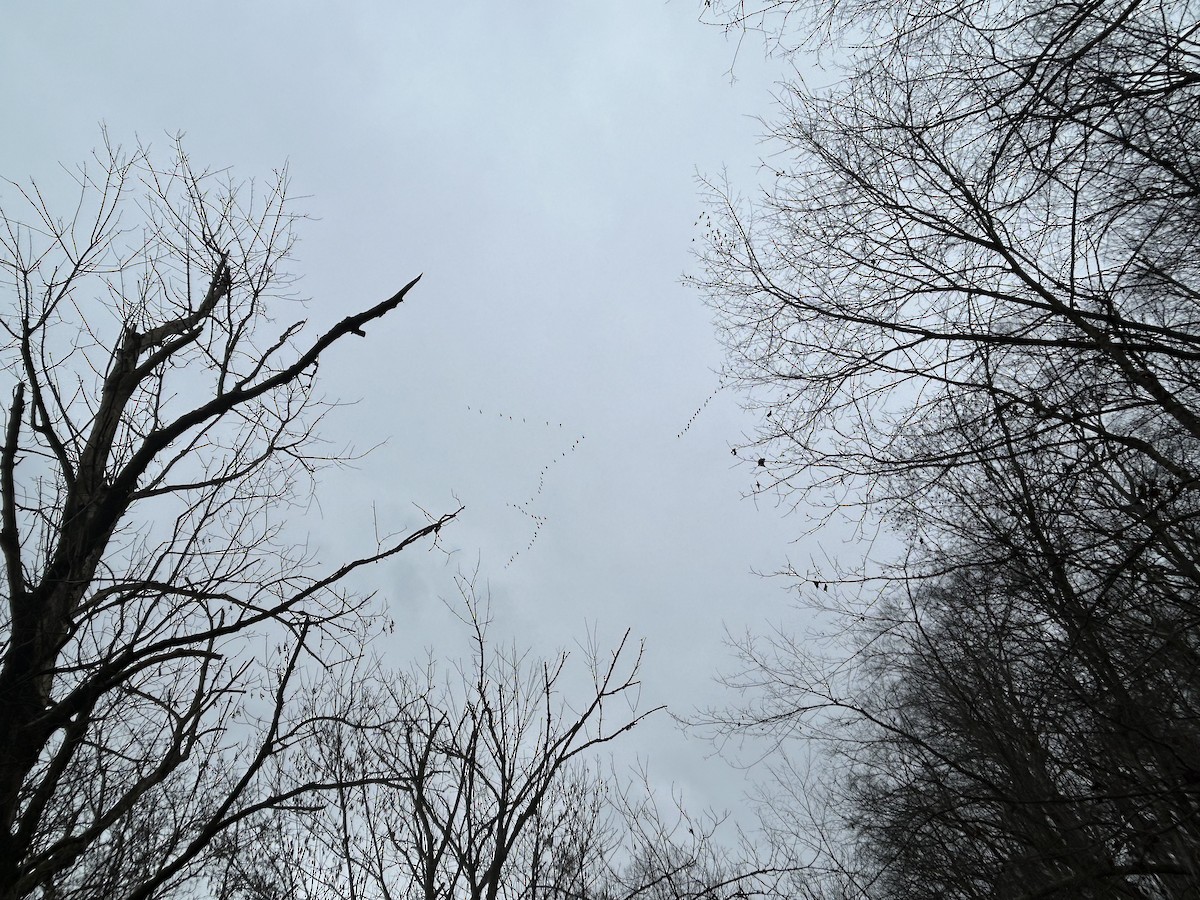 Snow Goose - ML646131593